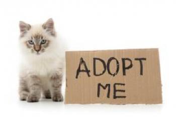 Kitten next to a sign that says Adopt Me